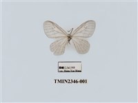 藏品(紗鉤蛾)的圖片